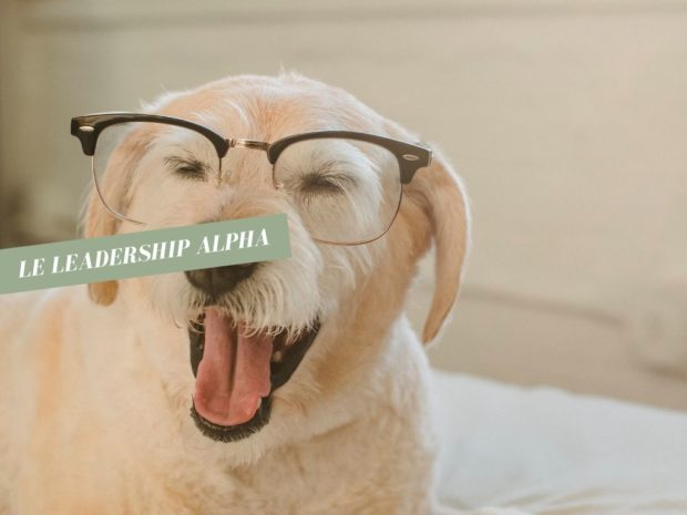 6 conseils pour le ou la leader alpha